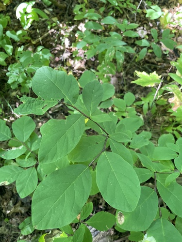 eastern leatherwood
