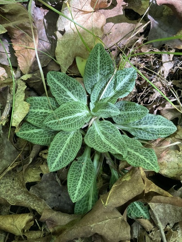 downy rattlesnake plantain