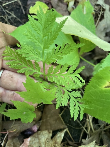 rattlesnake fern