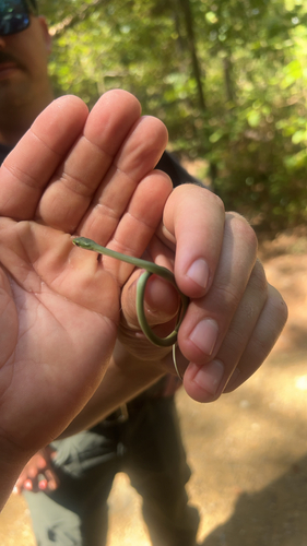 Rough Greensnake