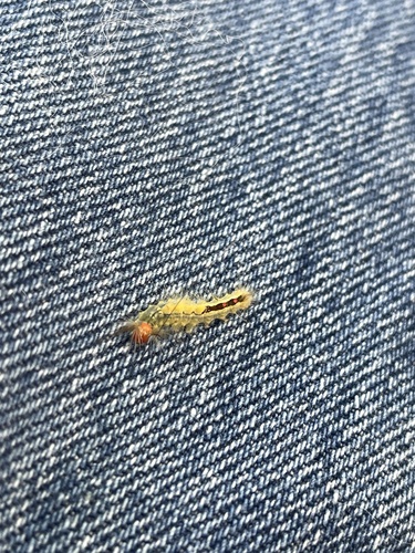 White-marked Tussock Moth