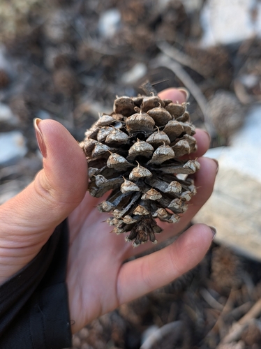 iNaturalist observation photo of Great Basin bristlecone pine
