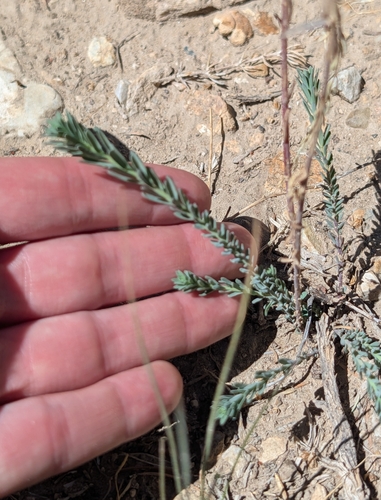 iNaturalist observation photo of Lewis flax