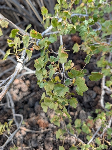 iNaturalist observation photo of wax currant