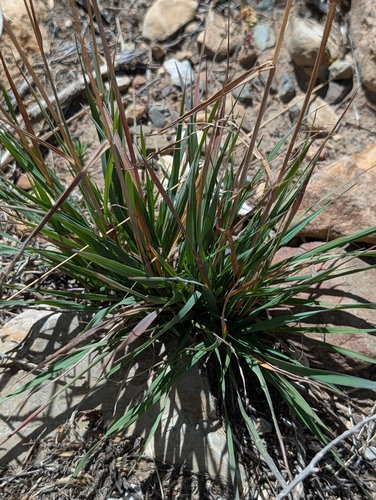 iNaturalist observation photo of Fringed Brome