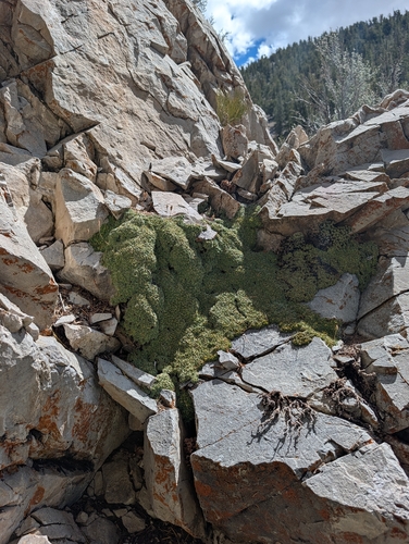 iNaturalist observation photo of mat rock spiraea