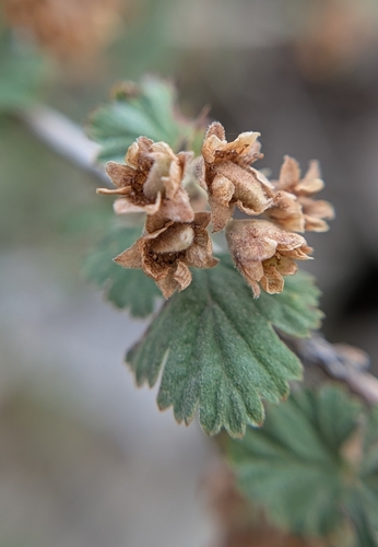 iNaturalist observation photo of nevada ninebark
