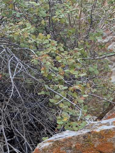 iNaturalist observation photo of nevada ninebark