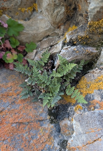 iNaturalist observation photo of Fee's lip fern