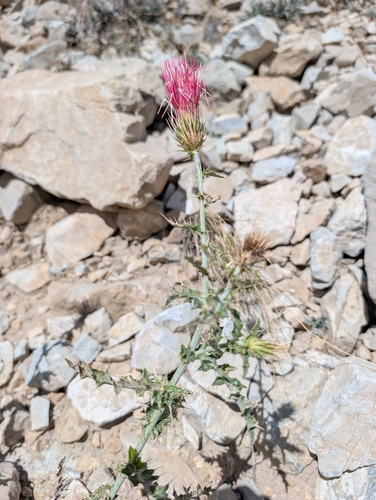 iNaturalist observation photo of Arizona thistle