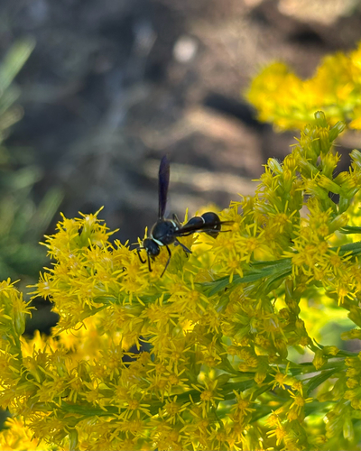Fraternal Potter Wasp