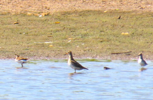 Pectoral Sandpiper