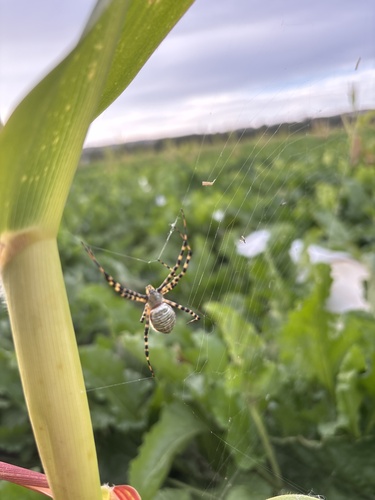 Banded Garden Spider
