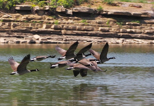 Canada Goose