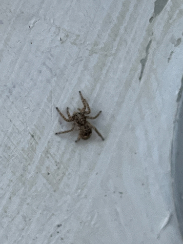 Asiatic Wall Jumping Spider