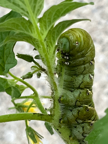 Carolina Sphinx
