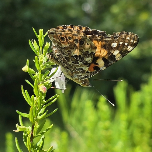 Painted Lady