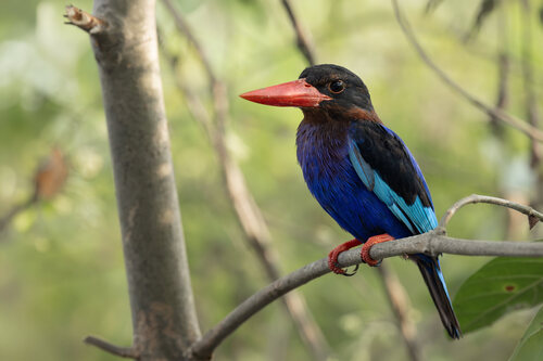 Javan Kingfisher