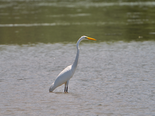 Great Egret