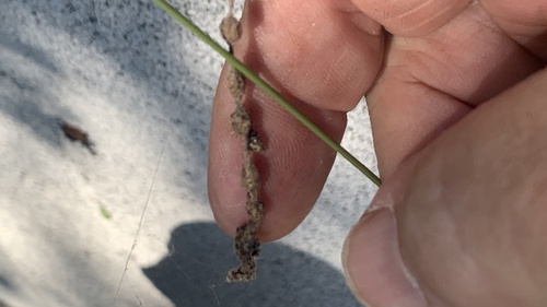Humped Trashline Orbweaver