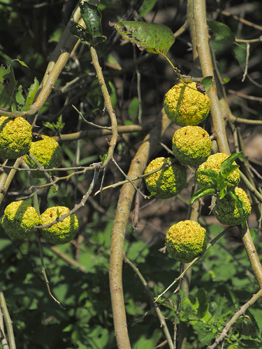 Osage-orange