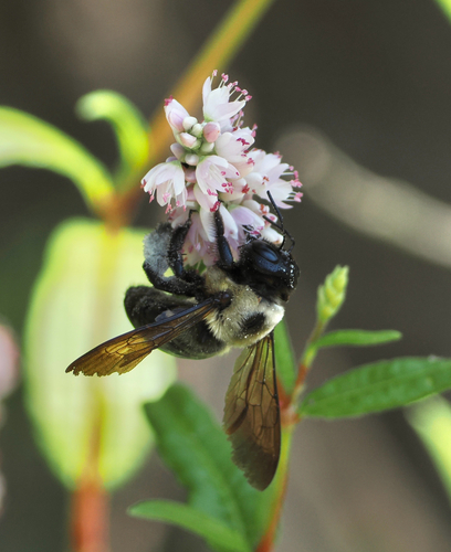 Eastern Carpenter Bee