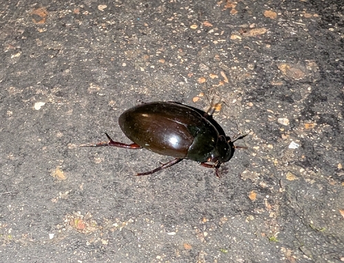 Hydrophilus ovatus