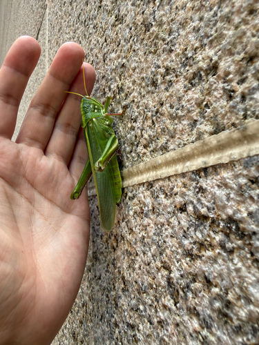 Large Green Grasshopper