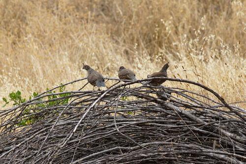 California Quail