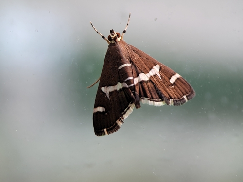 Hawaiian Beet Webworm Moth