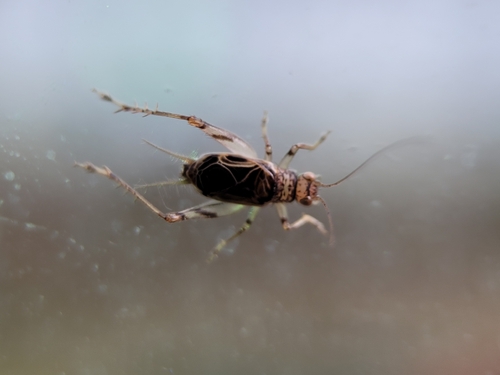 Svistella bifasciata
