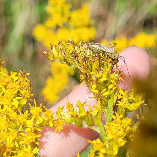 Alfalfa Plant Bug