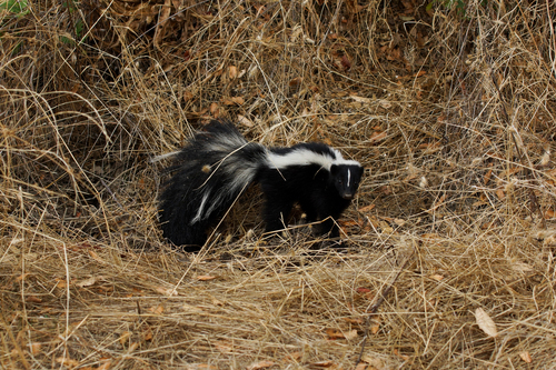 Striped Skunk