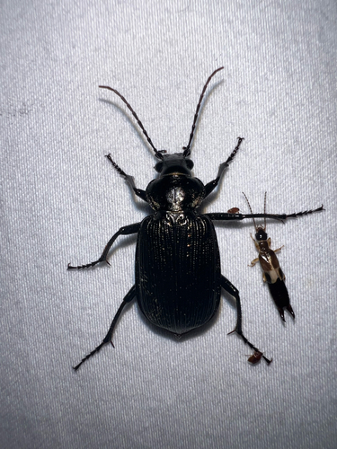 Black Caterpillar Hunter