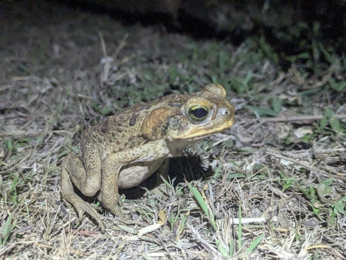 Cane Toad