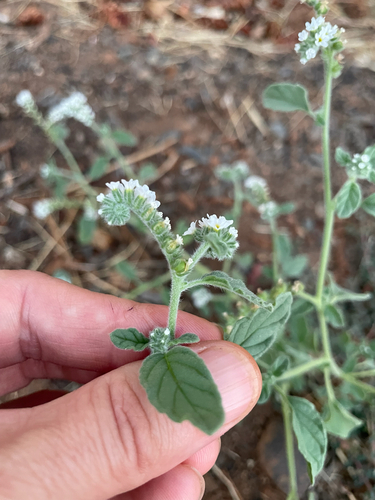 European heliotrope