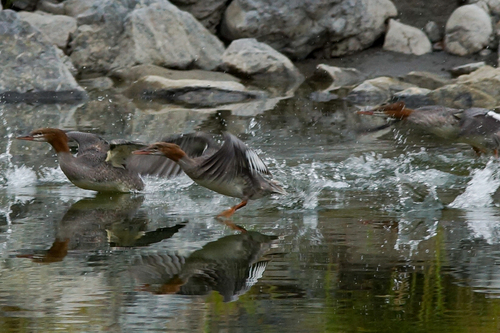 Common Merganser