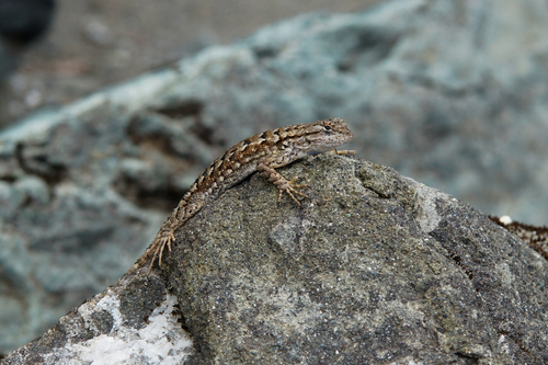 Western Fence Lizard