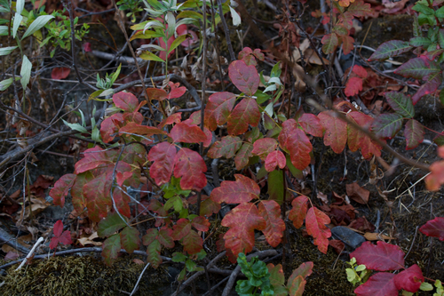 Pacific poison oak