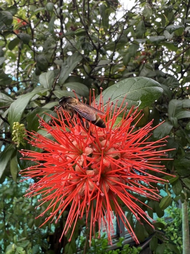 Giant Honey Bee