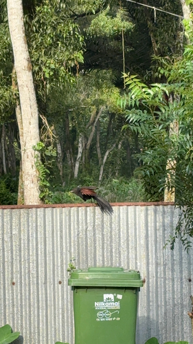 Greater Coucal