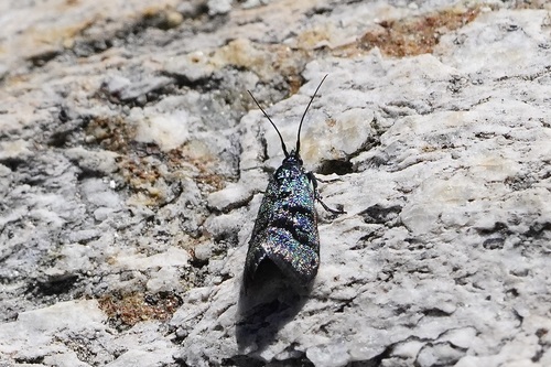 iNaturalist observation photo of Butterflies and Moths
