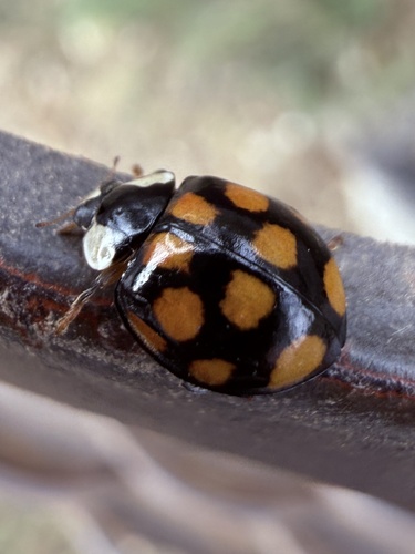 Asian Lady Beetle