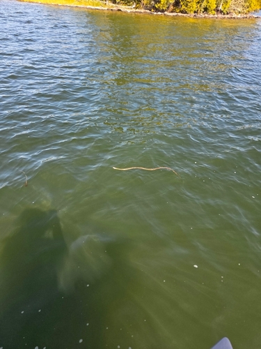 Eastern Garter Snake
