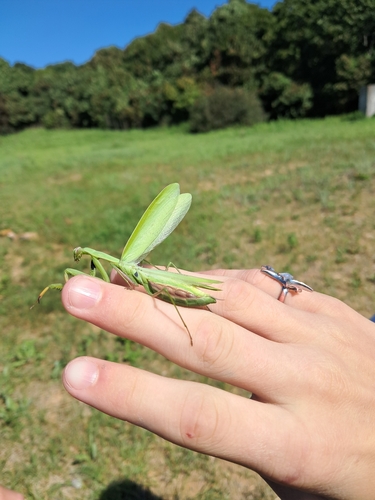 European Mantis