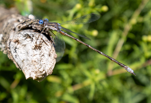 Spotted Spreadwing