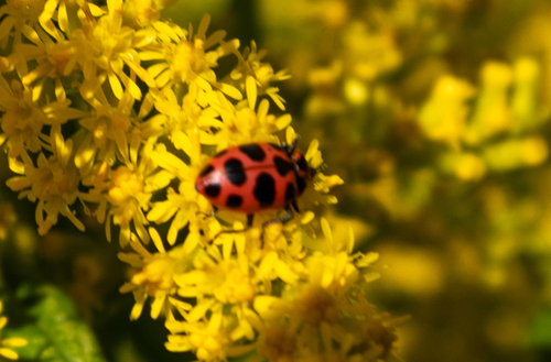 Spotted Pink Lady Beetle