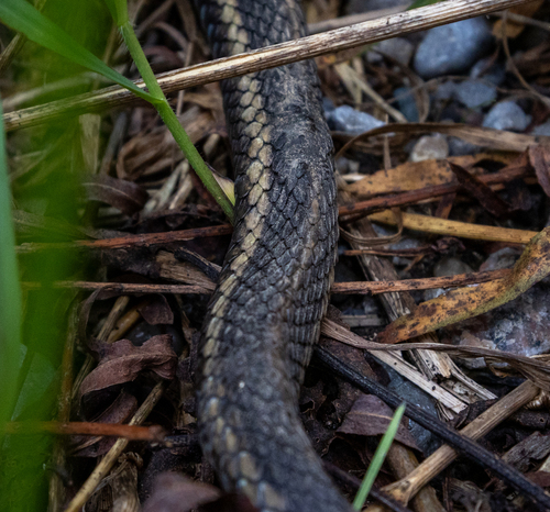 Common Garter Snake