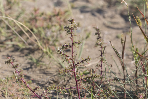 Prickly Russian Thistle