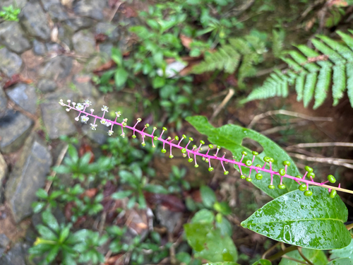 Venezuelan pokeweed